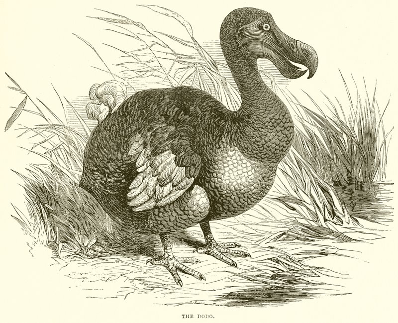 The Dodo by English School