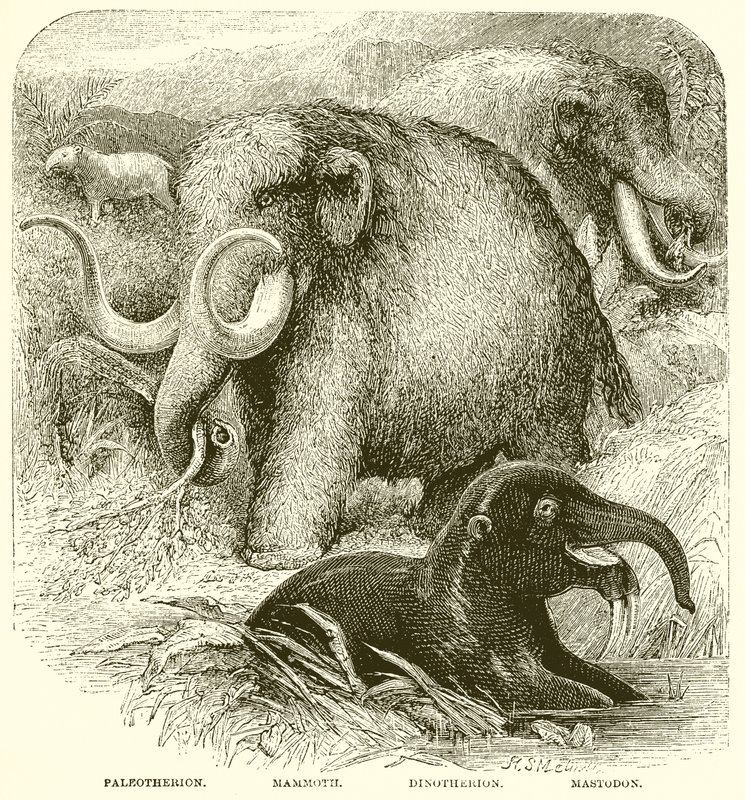 The Elephant by English School