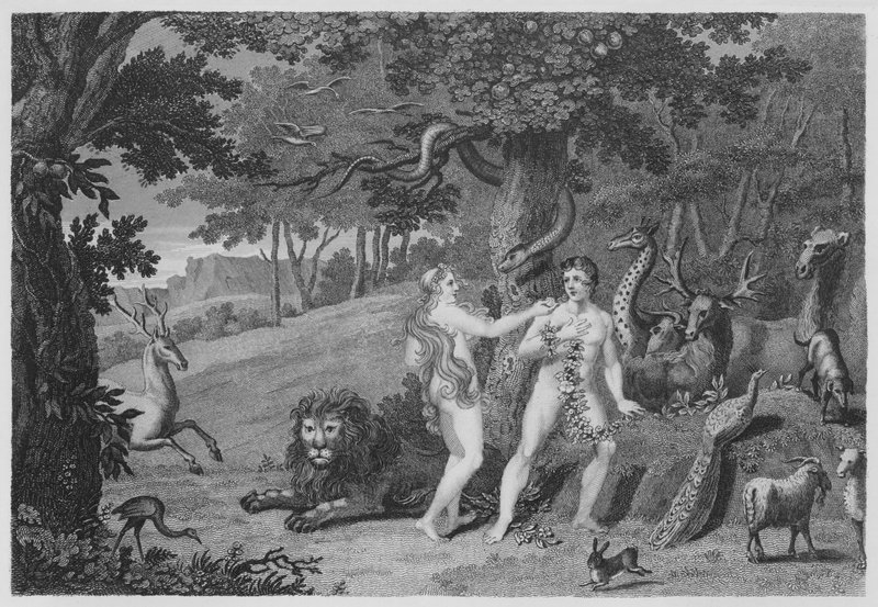 The Forbidden Fruit, Genesis, III, 6 by English School