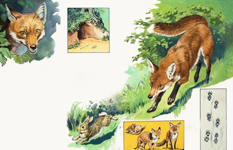 The Fox by English School