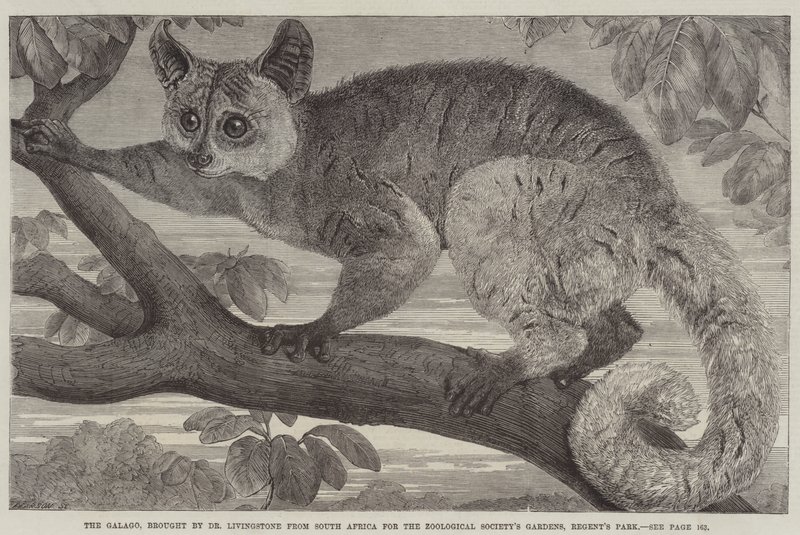 The Galago, brought by Dr Livingstone from South Africa for the Zoological Society