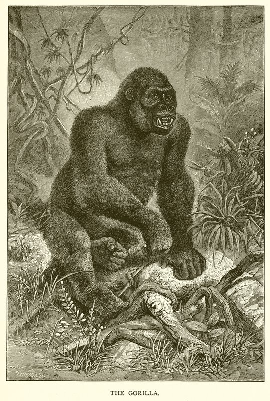 The Gorilla by English School
