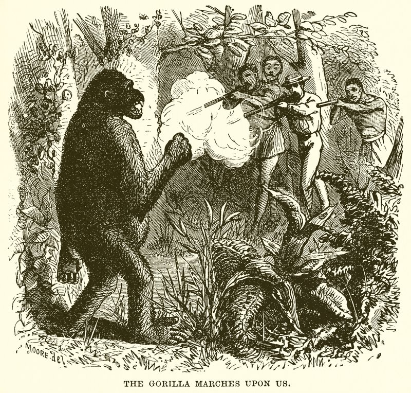The Gorilla Marches upon Us by English School