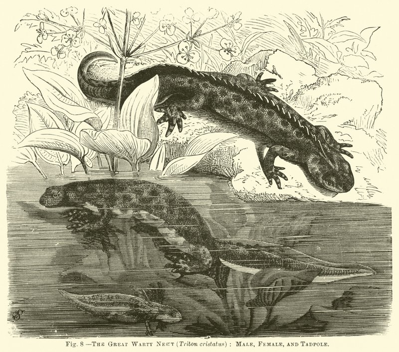 The Great Warty Newt (Triton cristatus), Male, Female, and Tadpole by English School