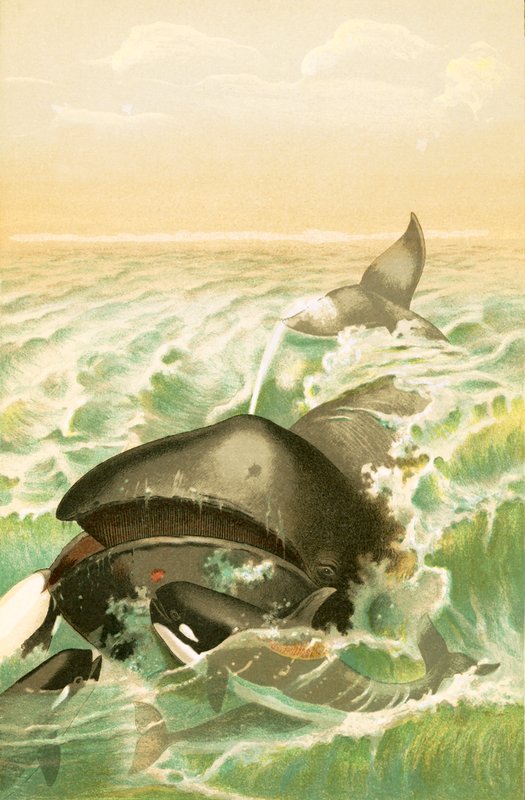 The Greenland Whale by English School