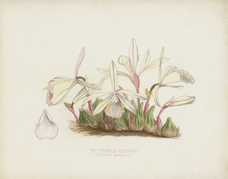 The Humble Pleione by English School