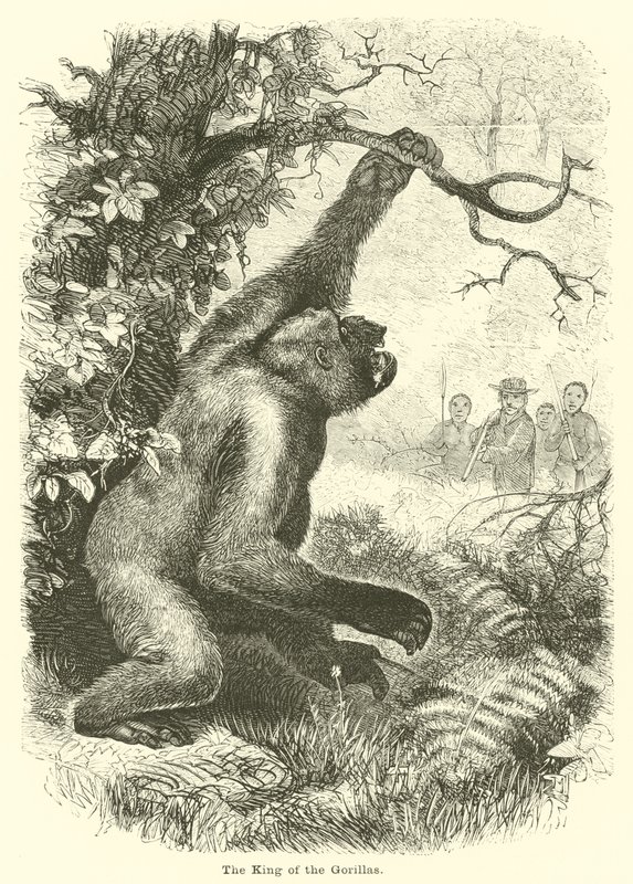 The King of the Gorillas by English School