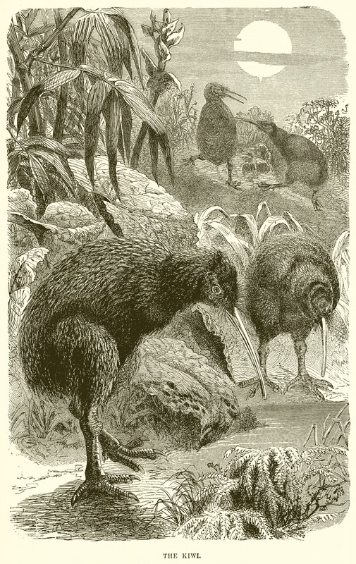 The Kiwi by English School
