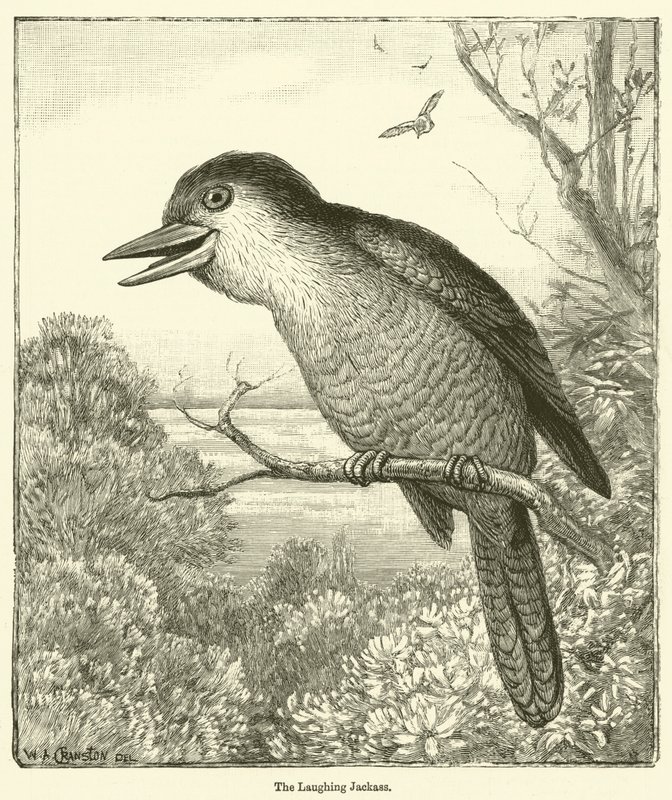 The Laughing Kookaburra by English School