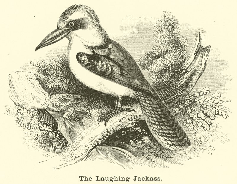 The Laughing Jackass by English School