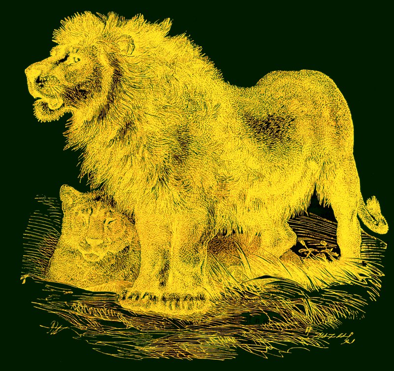 The Lion by English School