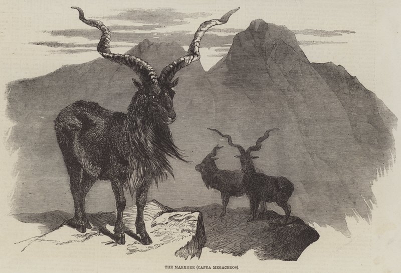 The Markore, Capra Megaceros by English School
