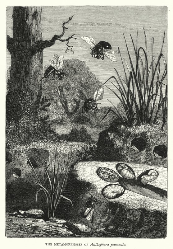 The Metamorphoses of Anthophora personata by English School