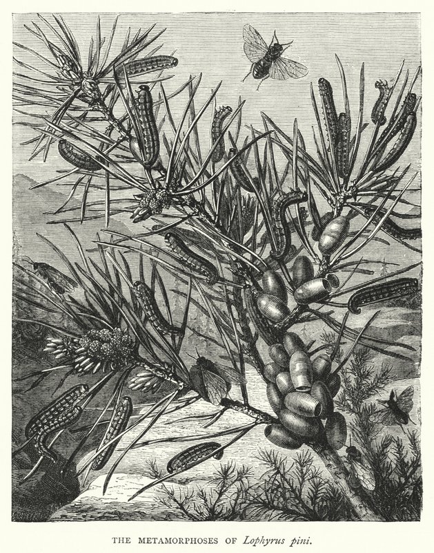 The Metamorphoses of Lophyrus Pini by English School