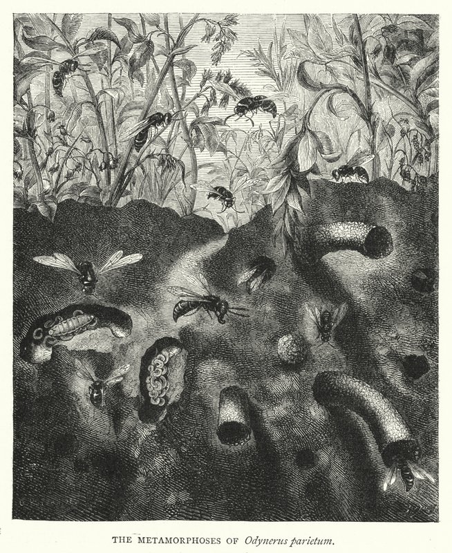 The Metamorphoses of Odynerus parietum by English School