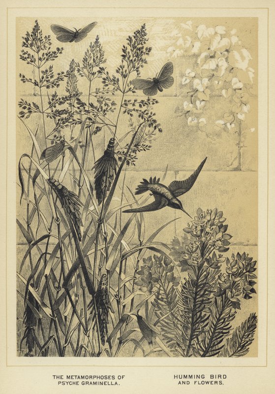 The Metamorphoses of Psyche graminella, Hummingbird and flowers by English School