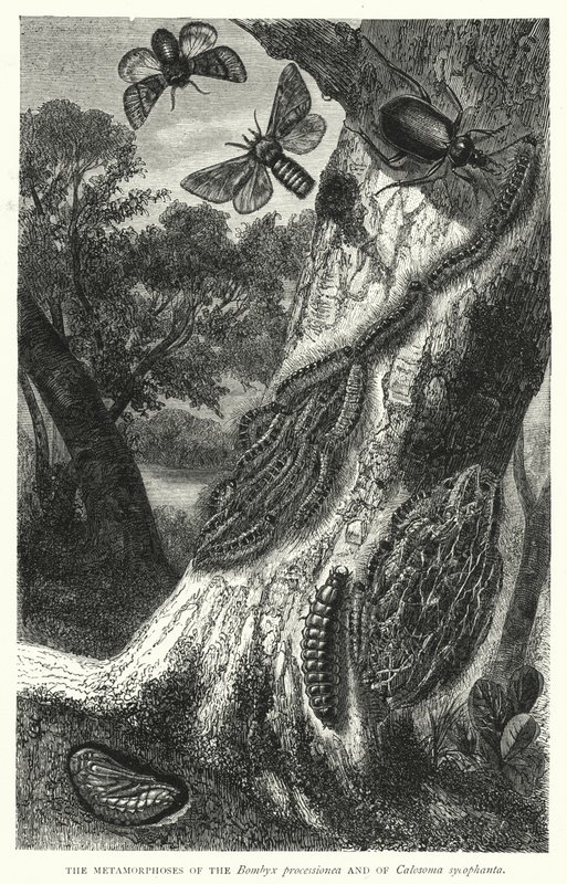 The Metamorphoses of the Bombyx processionea and of Calosoma sycophanta by English School