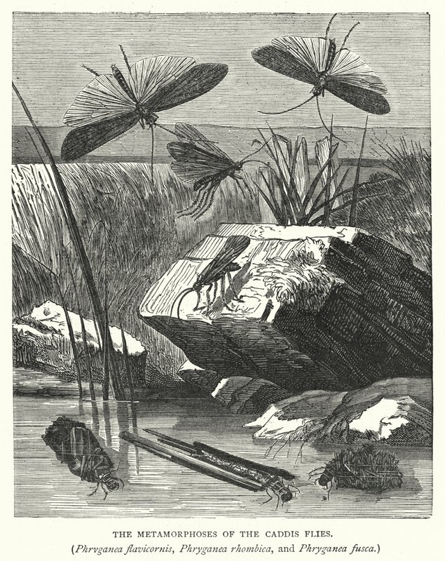 The Metamorphoses of the Caddis Flies, Phryganea Flavicornis, Phryganea Rhombica, and Phryganea Fusca by English School