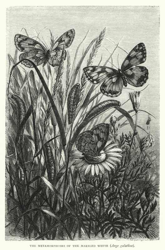 The Metamorphoses of the Marbled White, Arge Galathea by English School