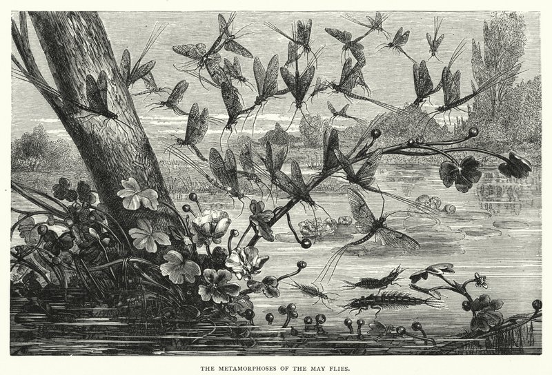 The Metamorphoses of the May Flies by English School