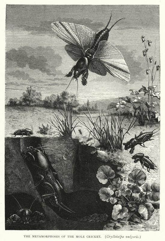 The Metamorphoses of the Mole Cricket, Gryllotalpa vulgaris by English School