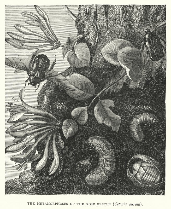 The Metamorphoses of the Rose Beetle, Cetonia aurata by English School