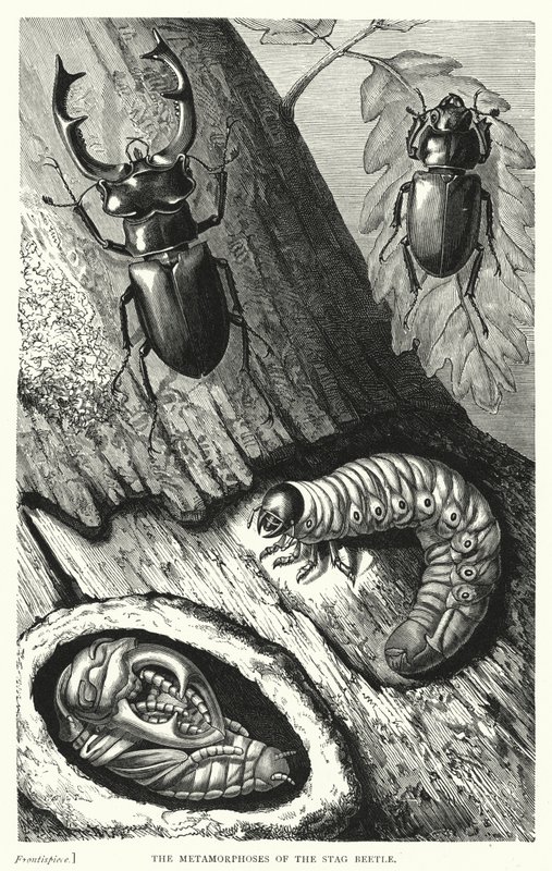 The Metamorphoses of the Stag Beetle by English School