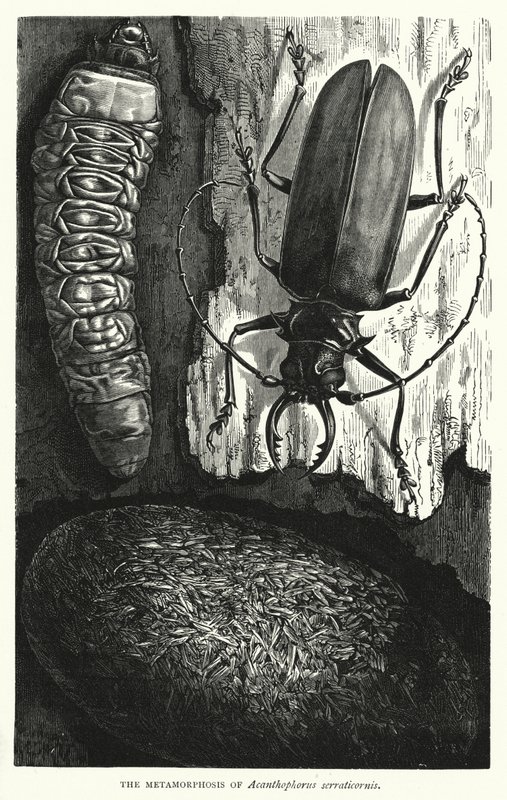 The Metamorphosis of Acanthophorus Serraticornis by English School
