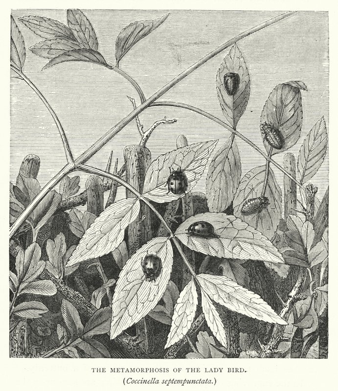 The Metamorphosis of the Lady Bird, Coccinella septempunctata by English School