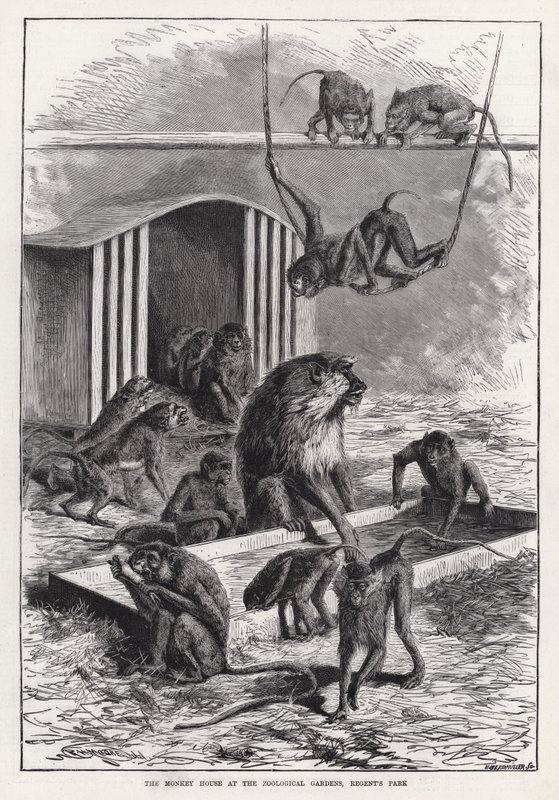 The Monkey House at the Zoological Gardens, Regent
