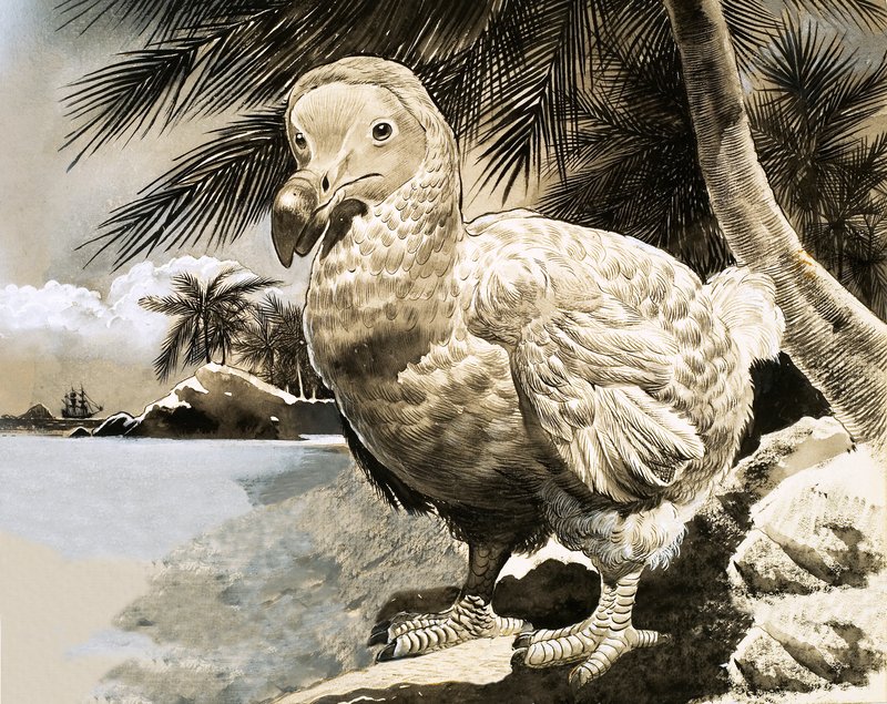 The Mystery Bird from Mauritius (The Dodo) by English School
