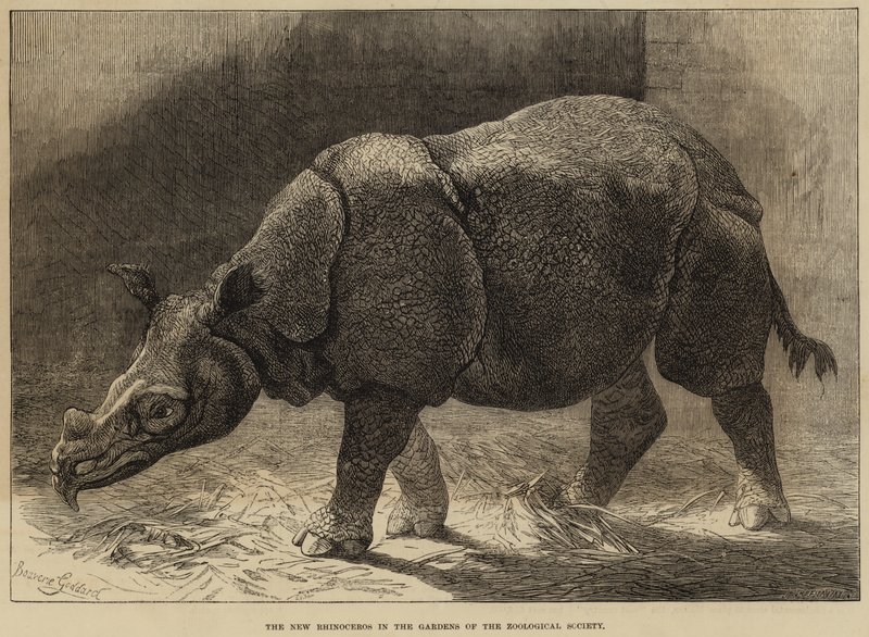The New Rhinoceros in the Gardens of the Zoological Society by English School