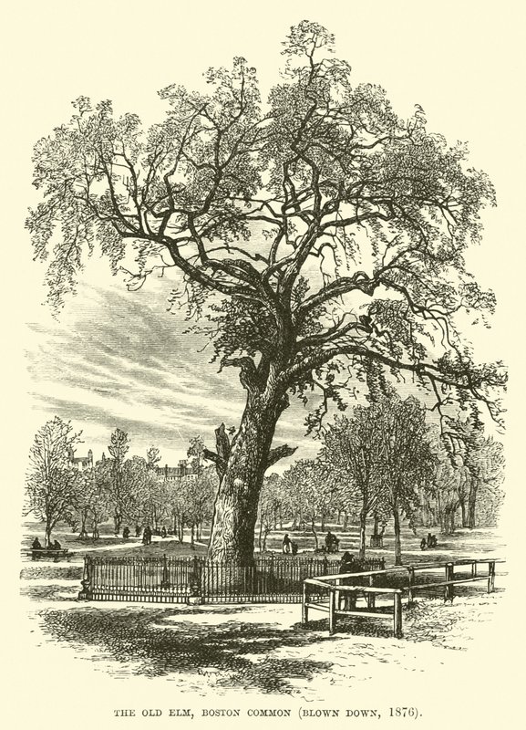 The Old Elm, Boston Common, Blown Down, 1876 by English School