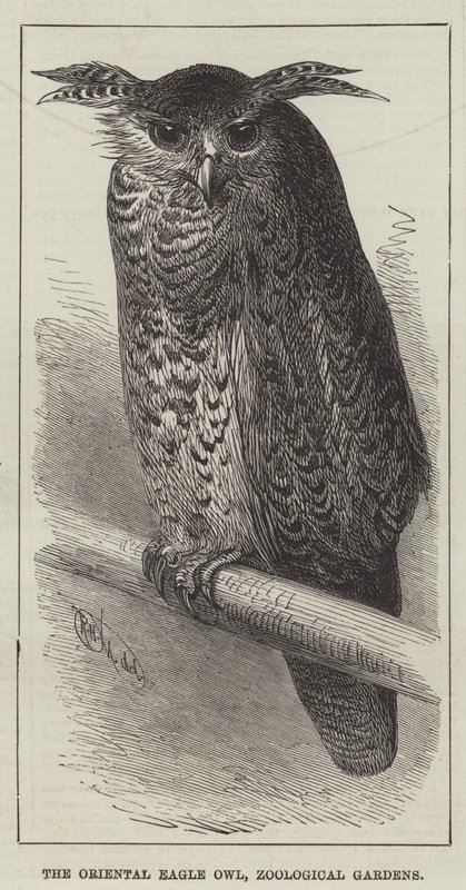 The Oriental Eagle Owl, Zoological Gardens by English School