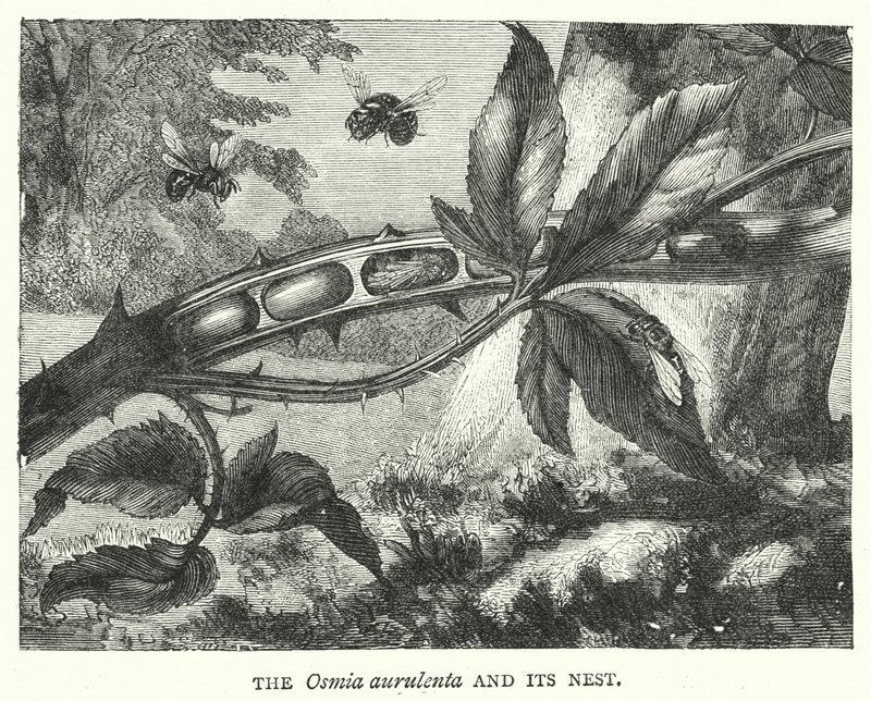 The Osmia Aurulenta and Its Nest (Engraving) by English School