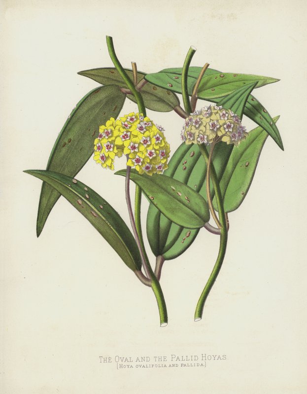 The Oval and the Pallid Hoyas, Hoya Ovalifolia and Pallida by English School