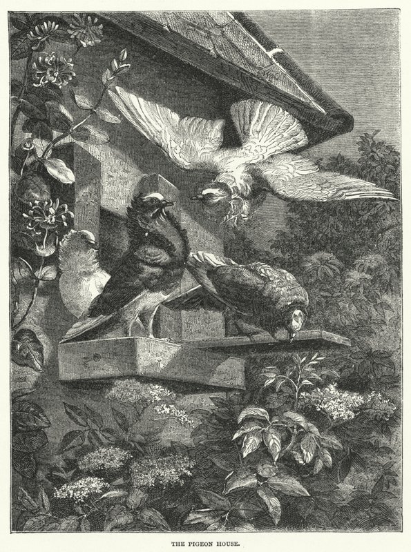 The Pigeon House by English School