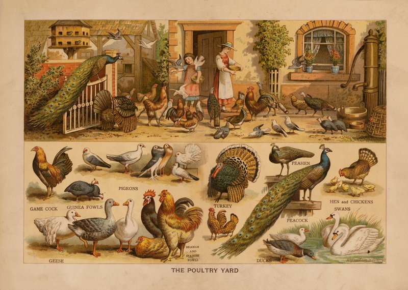 The Poultry Yard by English School