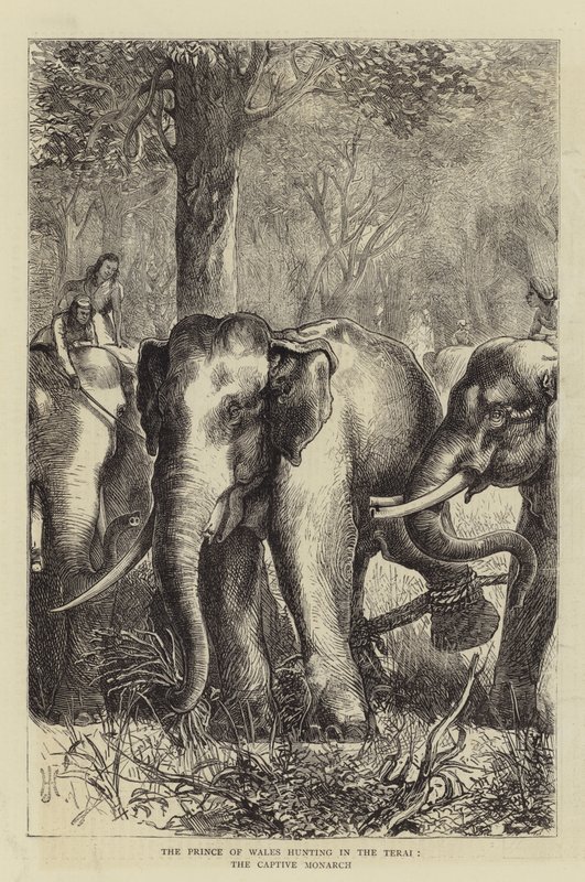 The Prince of Wales hunting in the Terai, the Captive Monarch by English School