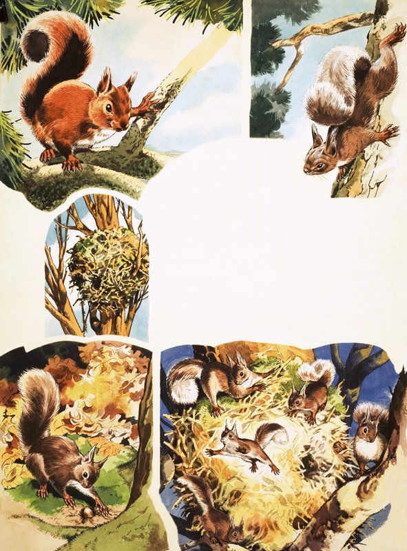The Red Squirrel by English School