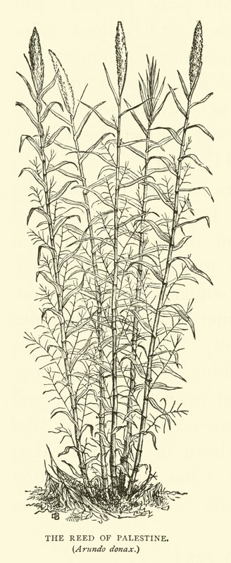 The Reed of Palestine, Arundo Donax by English School