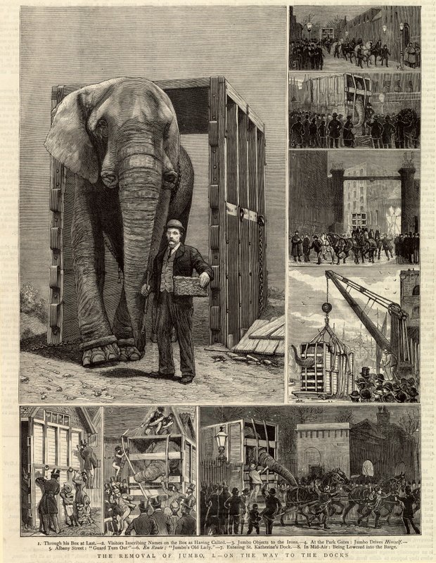 The Removal of Jumbo by English School