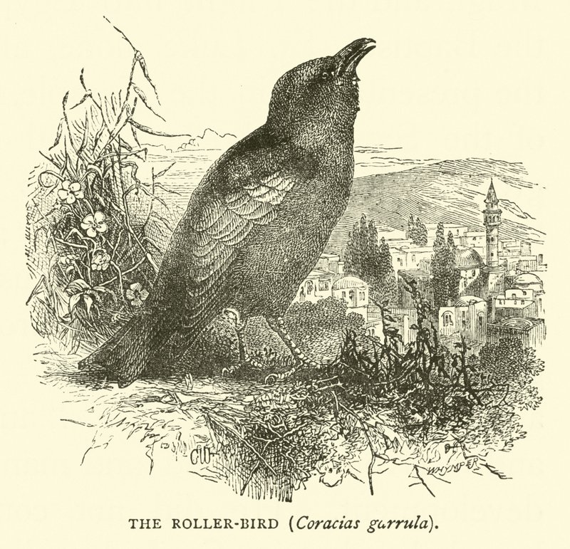 The Roller-bird, Coracias garrula by English School