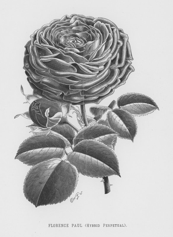 The Rose Garden: Florence Paul, Hybrid Perpetual by English School