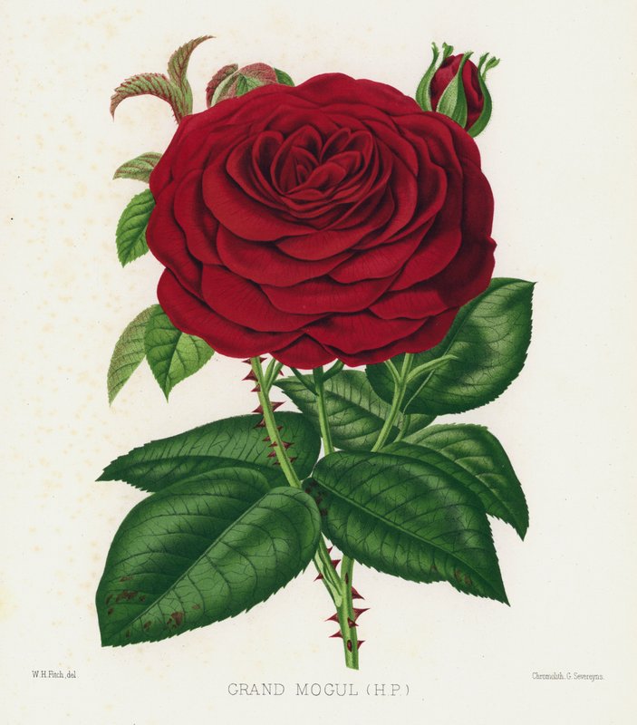 The Rose Garden: Grand Mogul, HP by English School