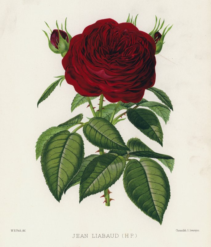 The Rose Garden: Jean Liabaud, HP by English School