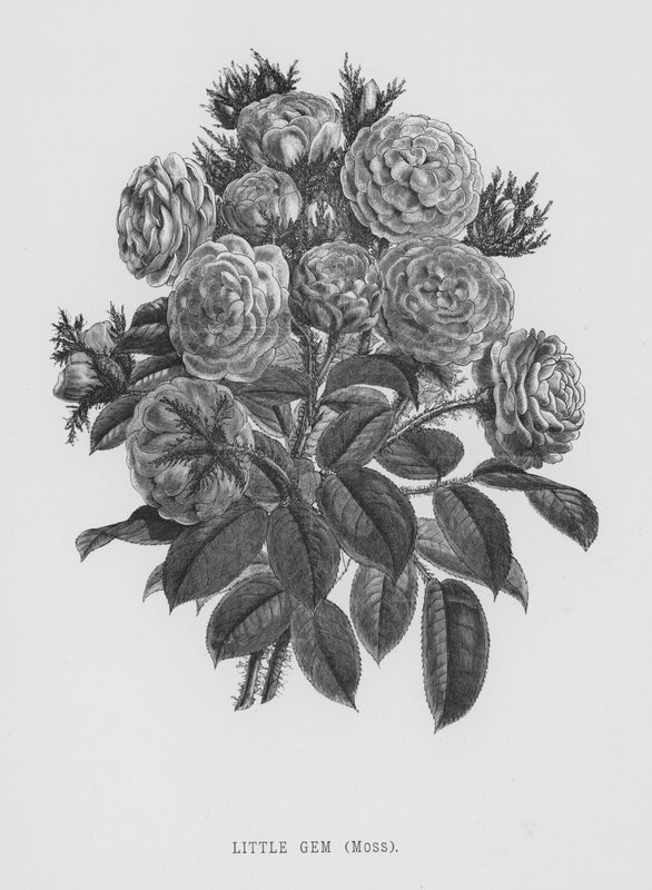 The Rose Garden: Little Gem, Moss by English School