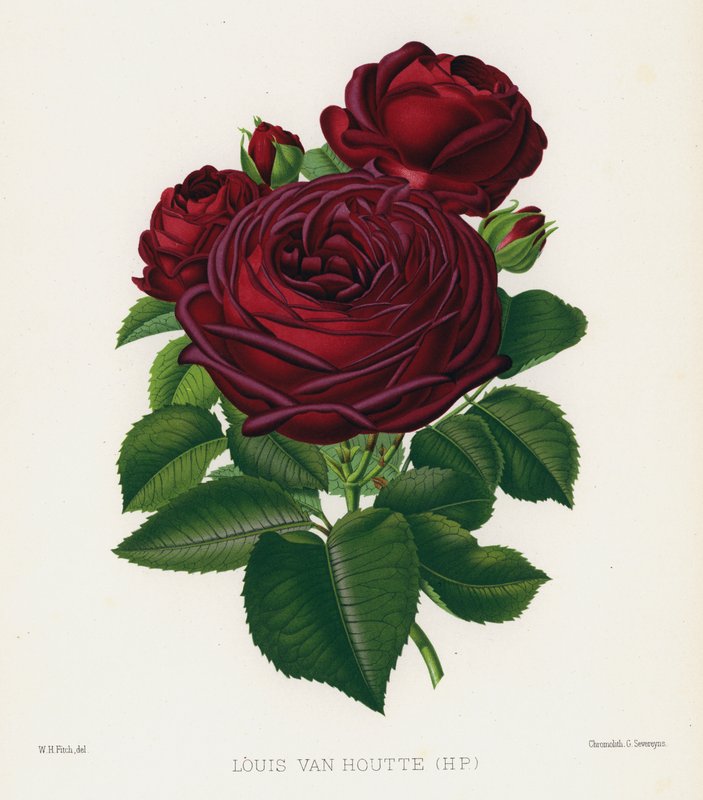 The Rose Garden: Louis Van Houtte, HP by English School