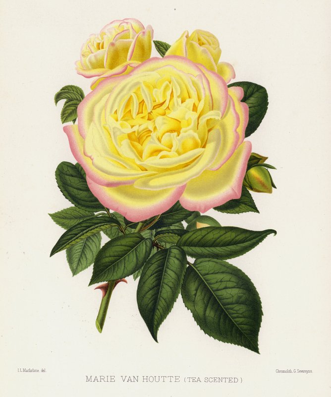 The Rose Garden: Marie Van Houtte, Tea Scented by English School