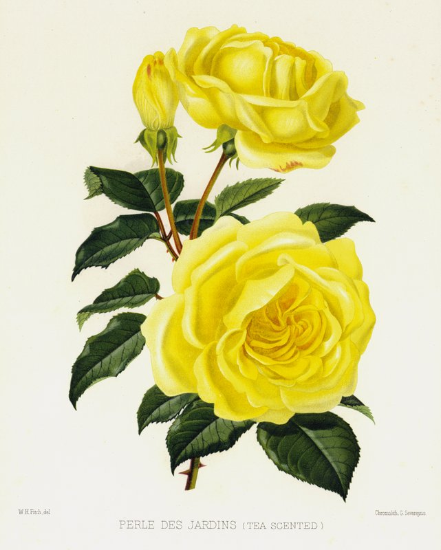 The Rose Garden: Perle Des Jardins, Tea Scented by English School